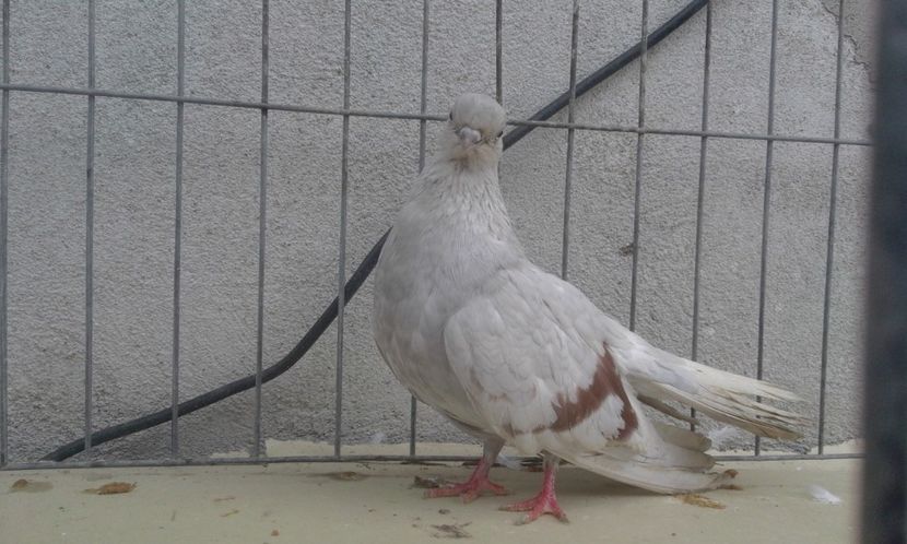  - 1-Argintiu Romanesc