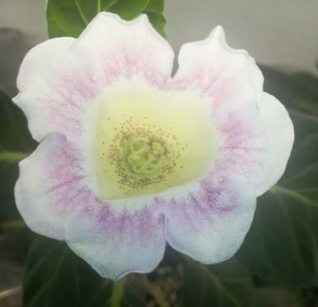 19-29 - gloxinii si minisiningii 2019