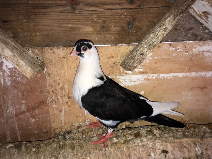 6962  femelă  2019 - Plecați ALBUM 2