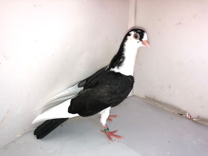 6969  mascul  2019 - Plecați ALBUM 2