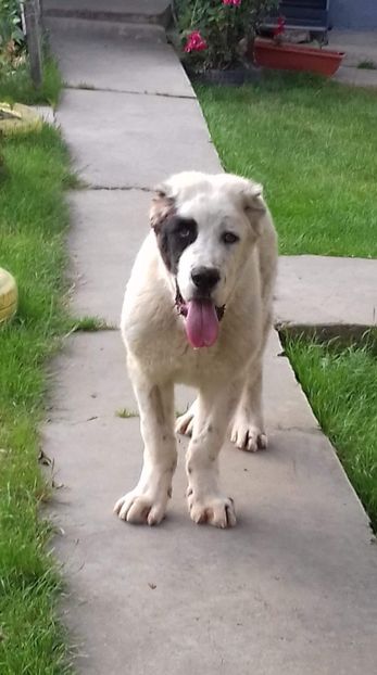 Stăpân pe sine - Paza