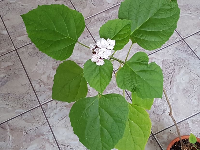 A inflorit si planta mama. - Clerodendrum fragrans