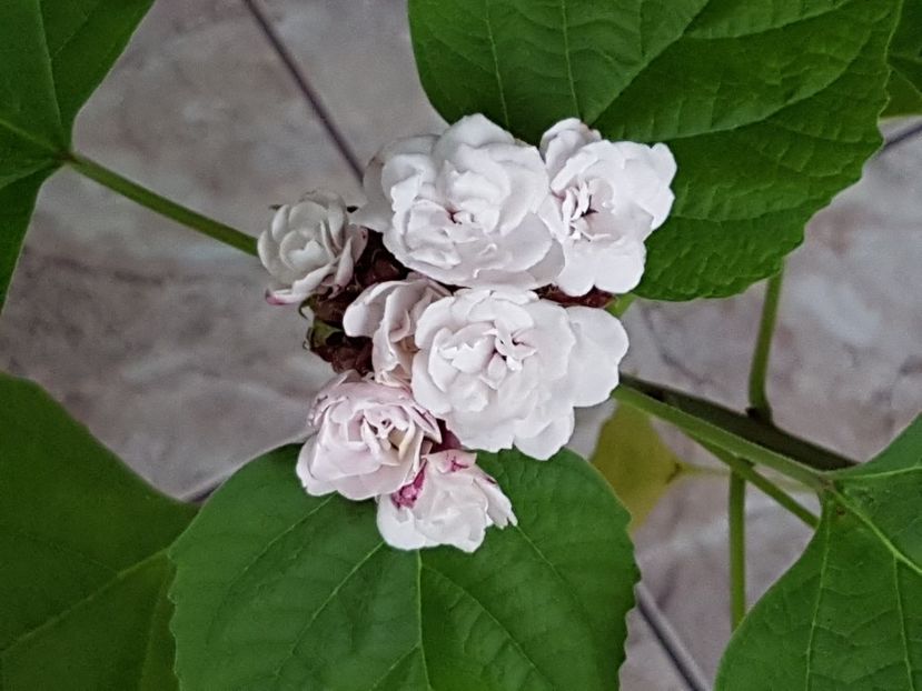  - Clerodendrum fragrans