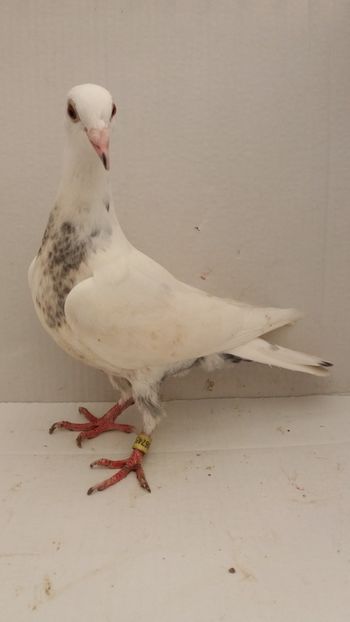 vandut - De vanzare voiajori pui 2019