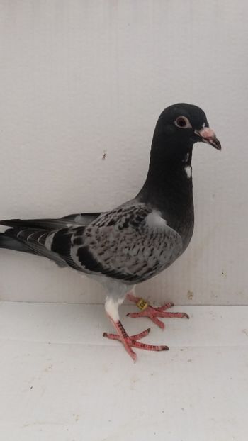 vandut - De vanzare voiajori pui 2019