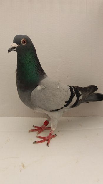 M 2017 vandut - De! voiajori vanduti