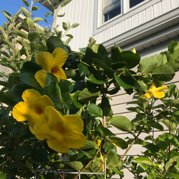  - Jurnalul gradinii 2019