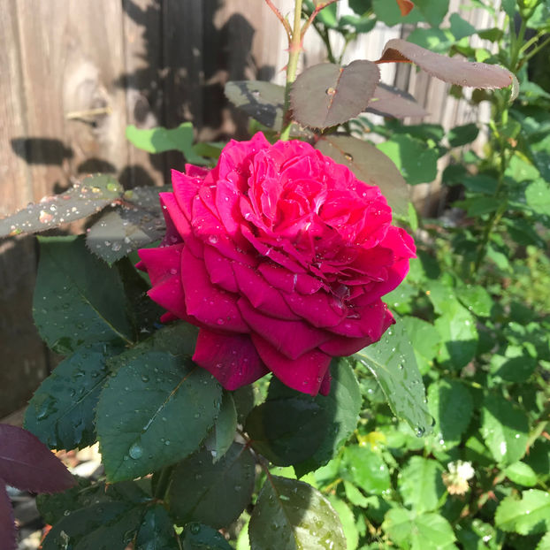  - Jurnalul gradinii 2019