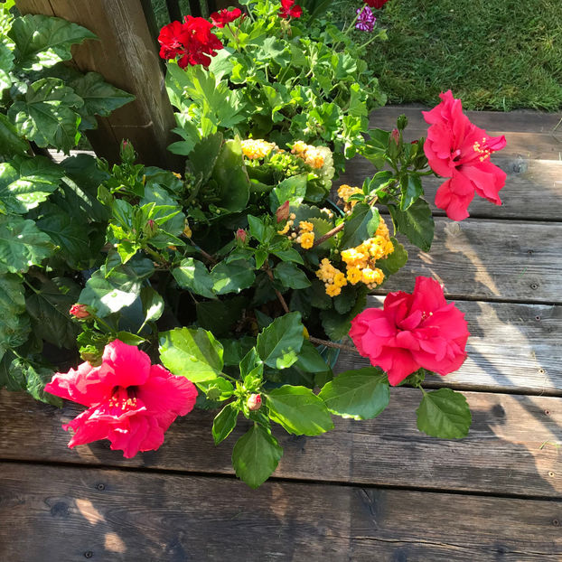  - Jurnalul gradinii 2019