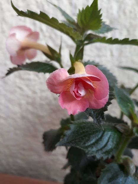 2019 - R21 - Mary Poppins