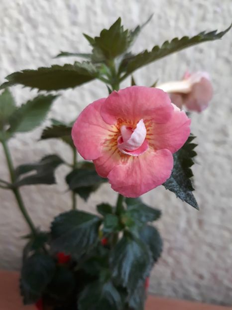  - R21 - Mary Poppins