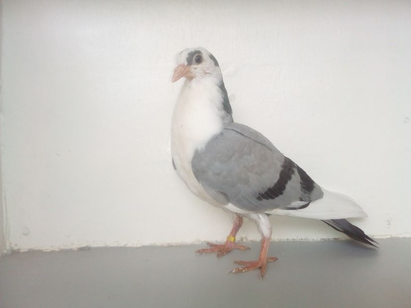 pierdut - PUISORI 2019