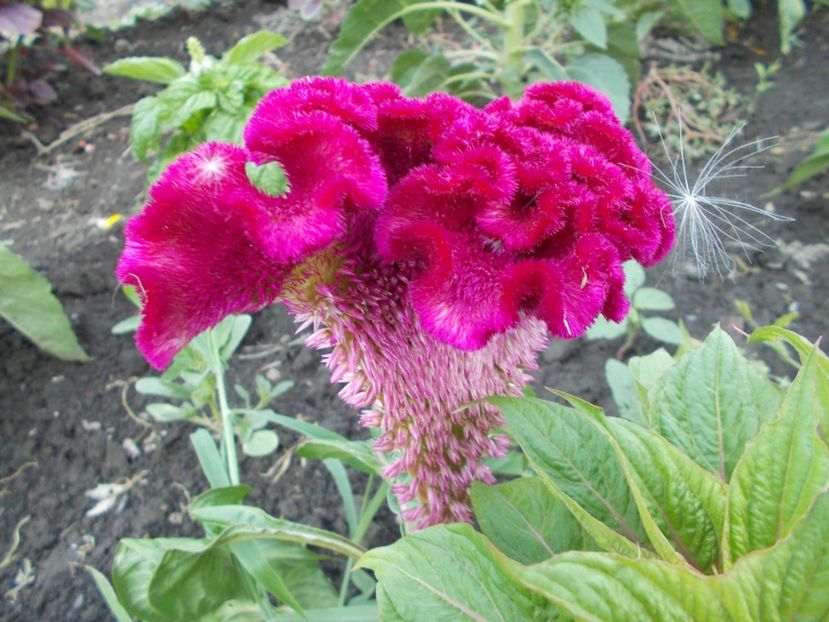  - SEMINTE CREASTA COCOSULUI - D 113 CELOSIA ARGENTEA VAR CRISTATA