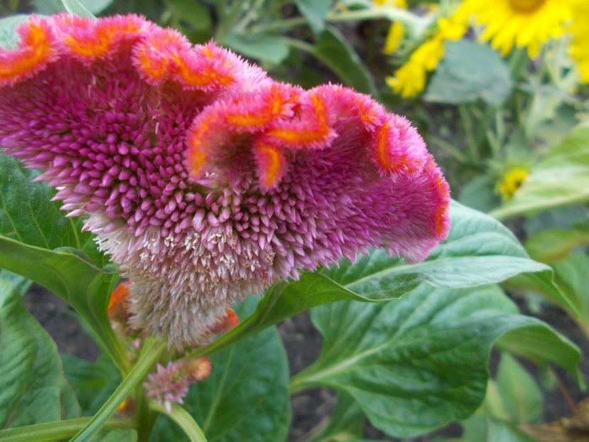  - SEMINTE CREASTA COCOSULUI - D 113 CELOSIA ARGENTEA VAR CRISTATA