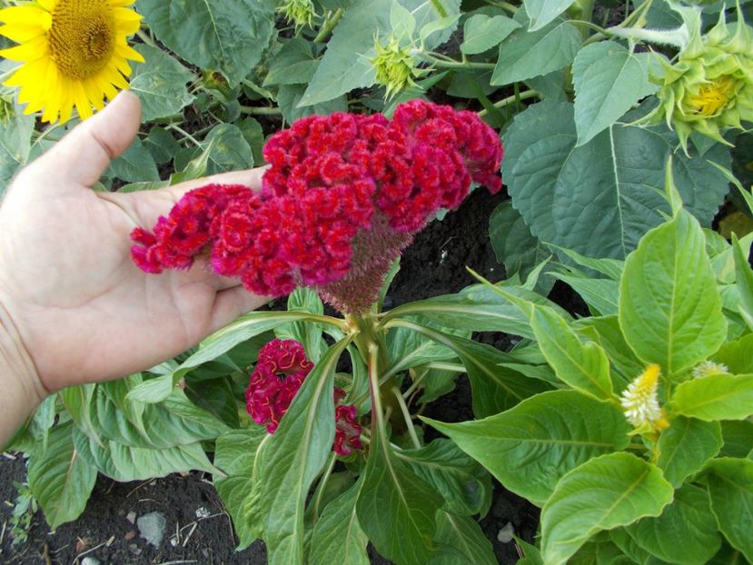  - SEMINTE CREASTA COCOSULUI - D 113 CELOSIA ARGENTEA VAR CRISTATA