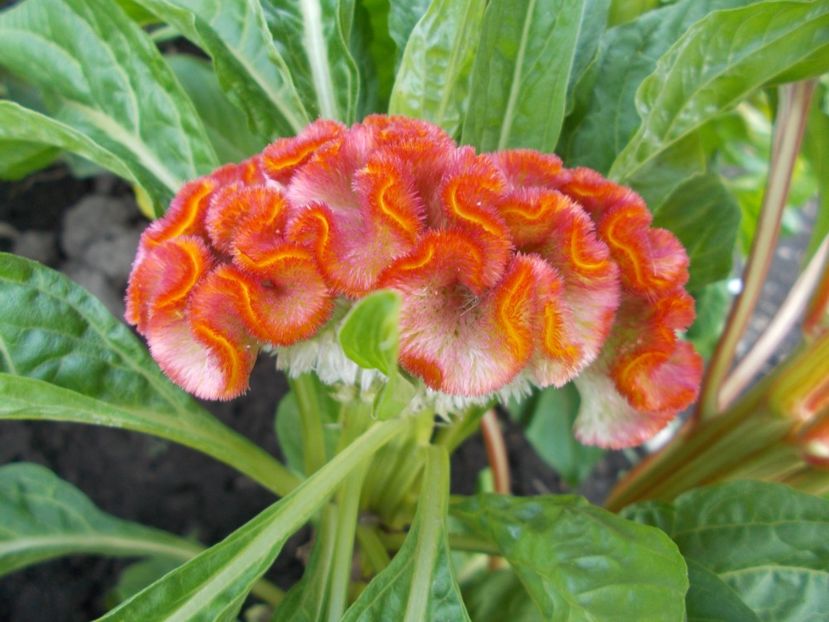  - SEMINTE CREASTA COCOSULUI - D 113 CELOSIA ARGENTEA VAR CRISTATA