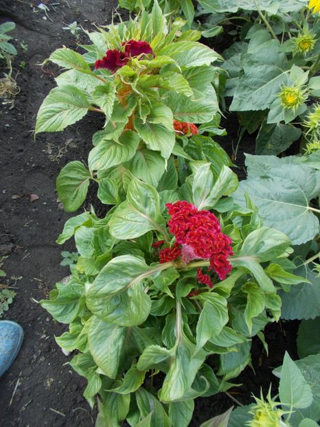  - SEMINTE CREASTA COCOSULUI - D 113 CELOSIA ARGENTEA VAR CRISTATA