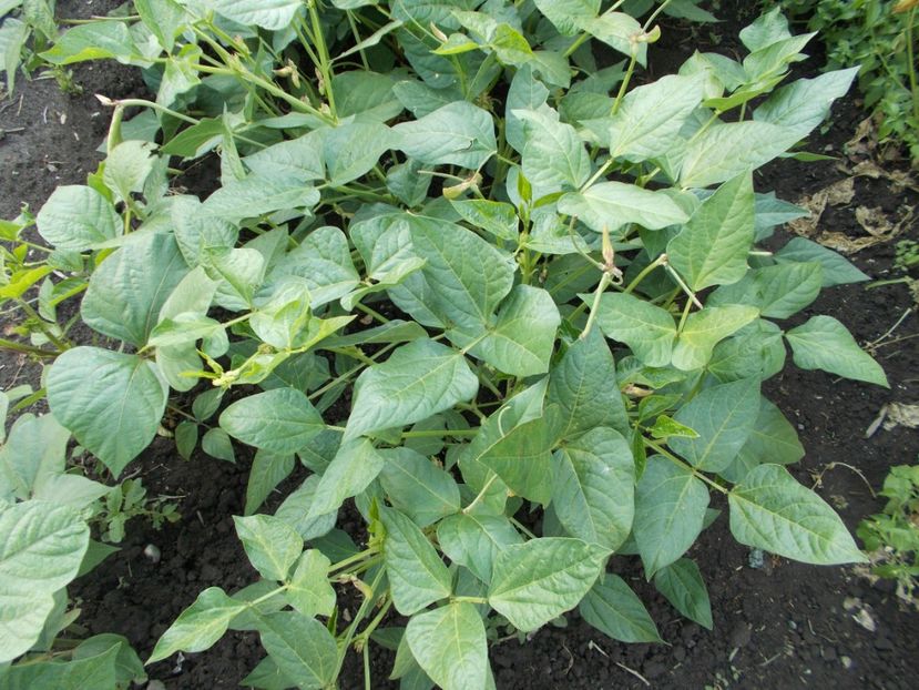  - SEMINTE FASOLE - D 116 GUARIJIO MUNI CAFE COWPEA