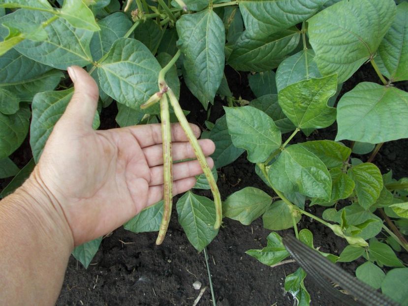  - SEMINTE FASOLE - D 116 GUARIJIO MUNI CAFE COWPEA