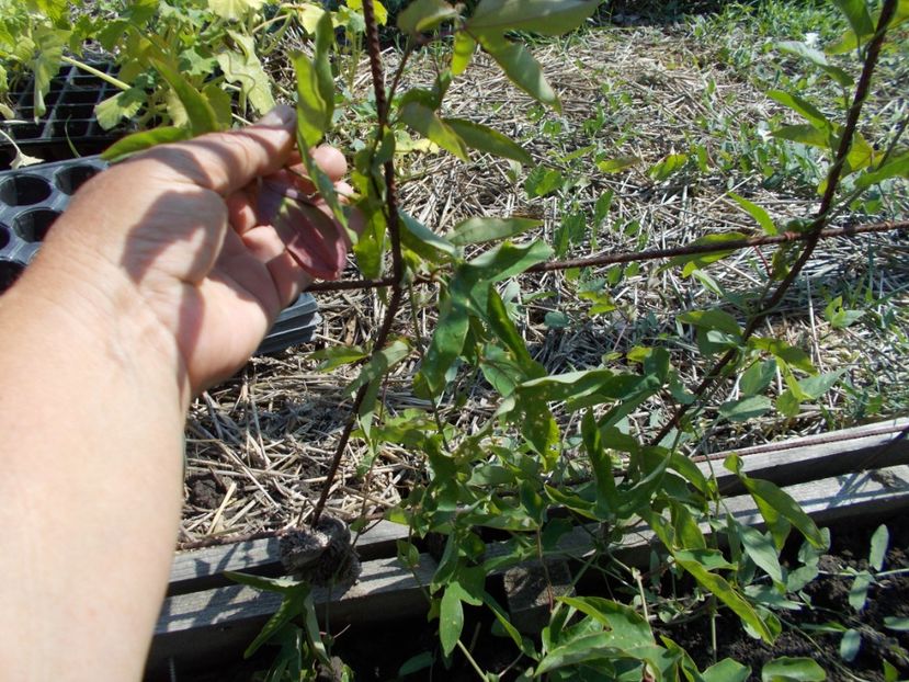  - Z SEMINTE PASSIFLORA -