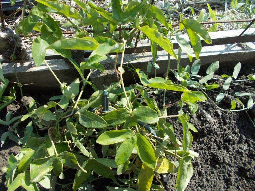  - Z SEMINTE PASSIFLORA -