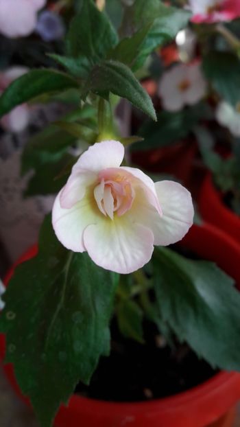  - Amelia Vitorino Sport