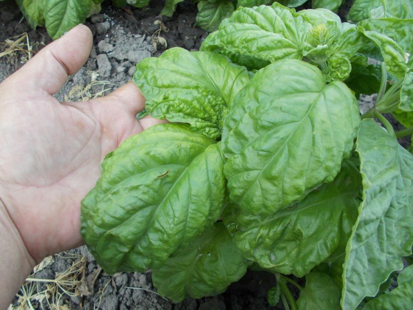  - SEMINTE BUSUIOC - D131 LETTUCE LEAF