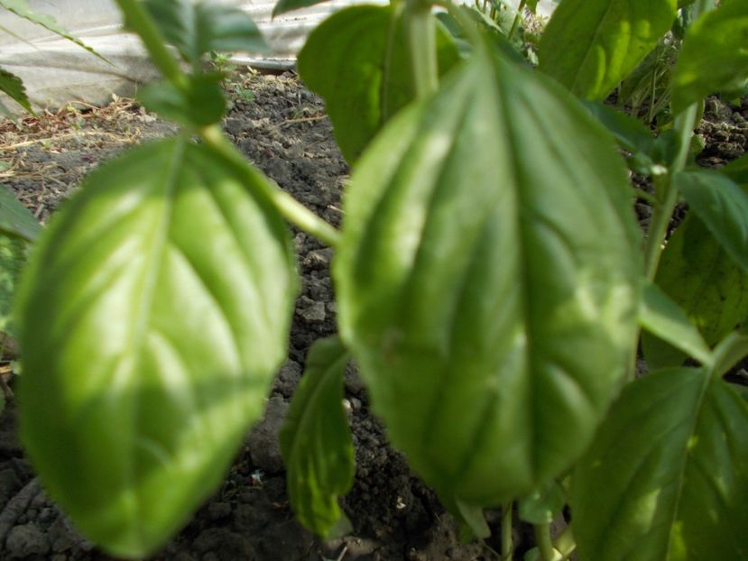  - SEMINTE BUSUIOC - D 119 MAMMOTH