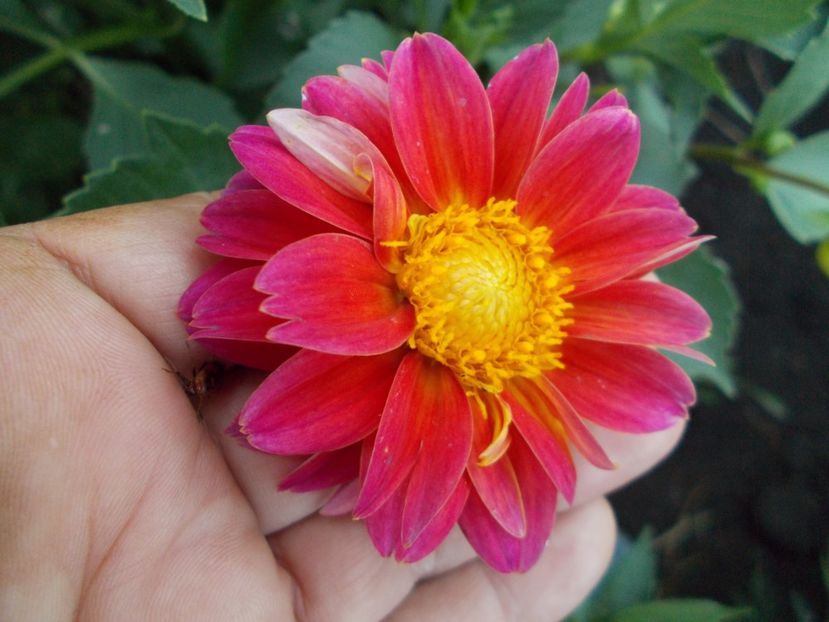  - SEMINTE DAHLIA - D 102 POMPON MIX