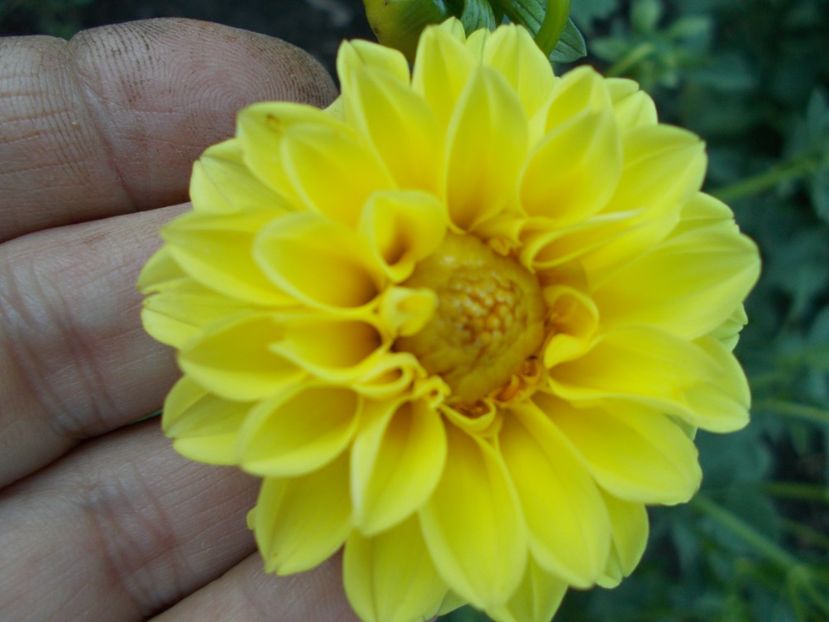  - SEMINTE DAHLIA - D 102 POMPON MIX