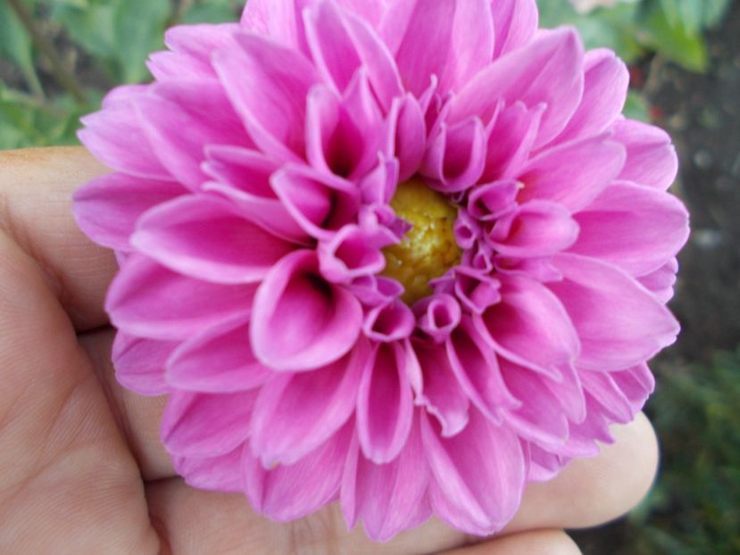  - SEMINTE DAHLIA - D 102 POMPON MIX