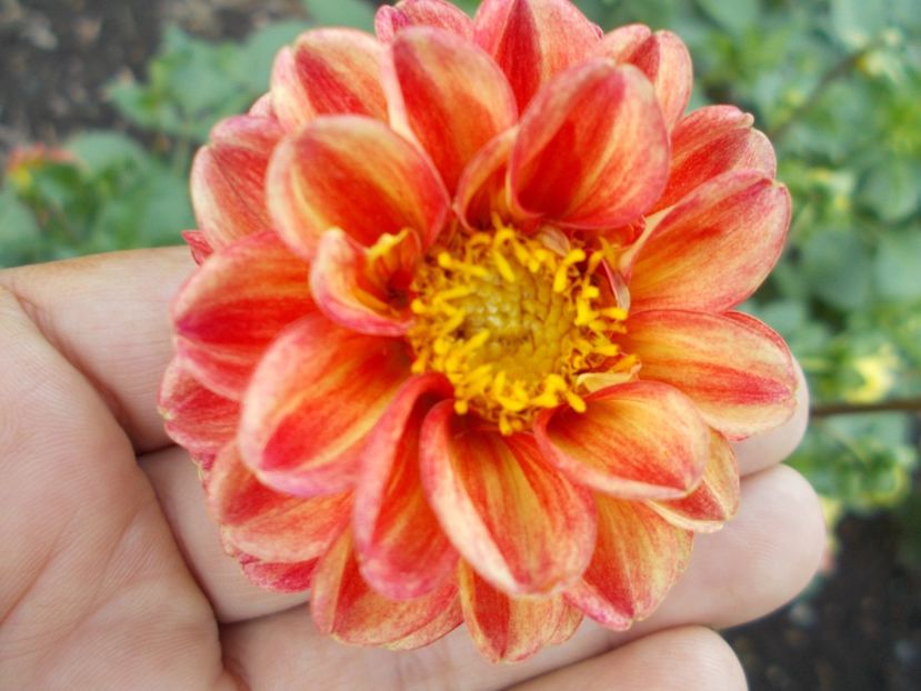  - SEMINTE DAHLIA - D 102 POMPON MIX