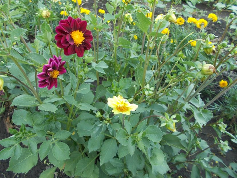  - SEMINTE DAHLIA - D 102 POMPON MIX