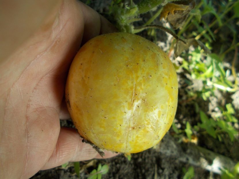  - SEMINTE CASTRAVETI - D 07 CRYSTAL LEMON