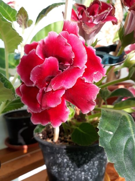  - gloxinii_2019