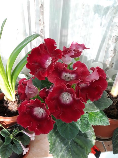  - gloxinii_2019