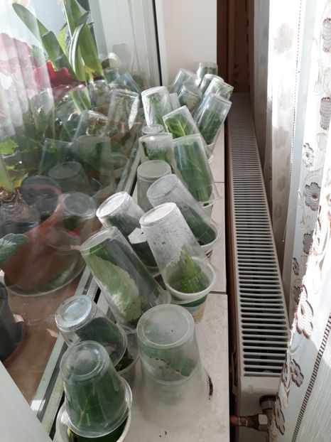  - gloxinii_2019