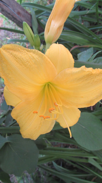  - A A Flori de gradina 3