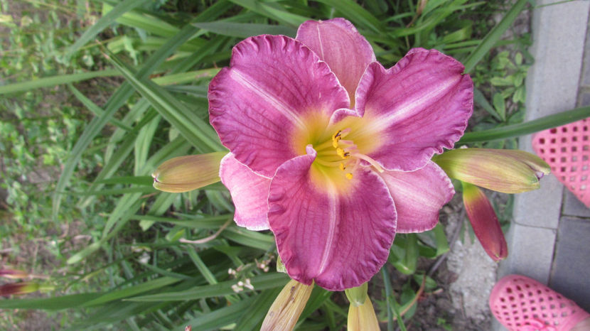  - A A Flori de gradina 3