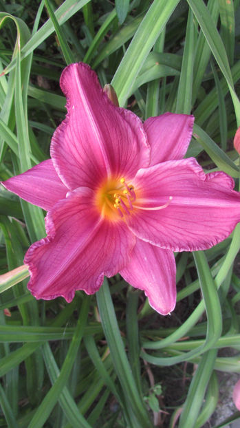  - A A Flori de gradina 3