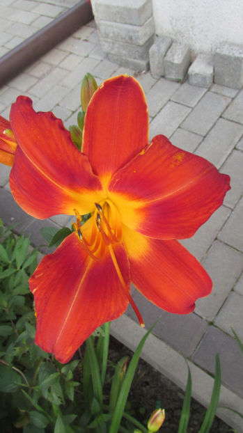  - A A Flori de gradina 3