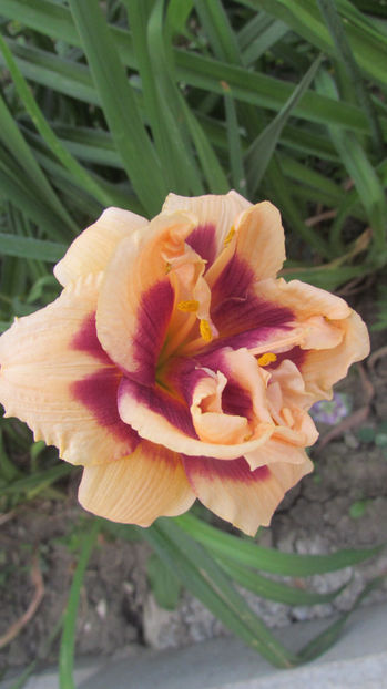  - A A Flori de gradina 3