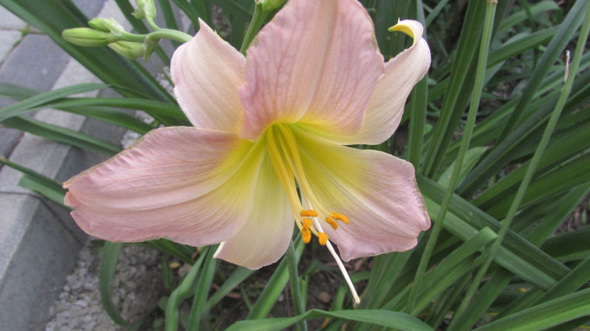  - A A Flori de gradina 3