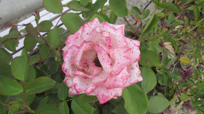  - A A Flori de gradina 3