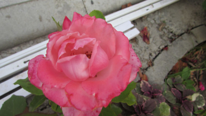  - A A Flori de gradina 3