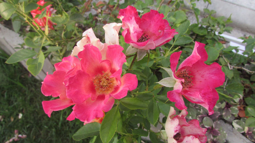  - A A Flori de gradina 3