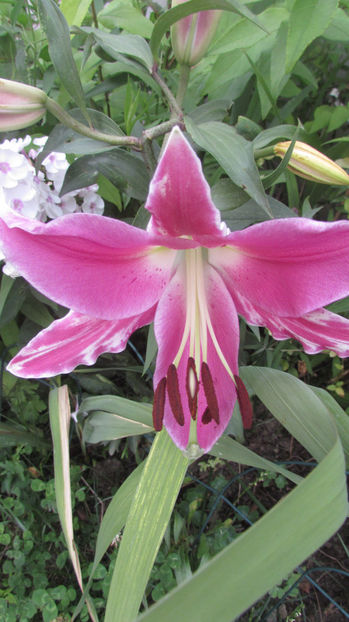  - A A Flori de gradina 3