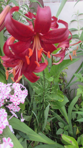  - A A Flori de gradina 3