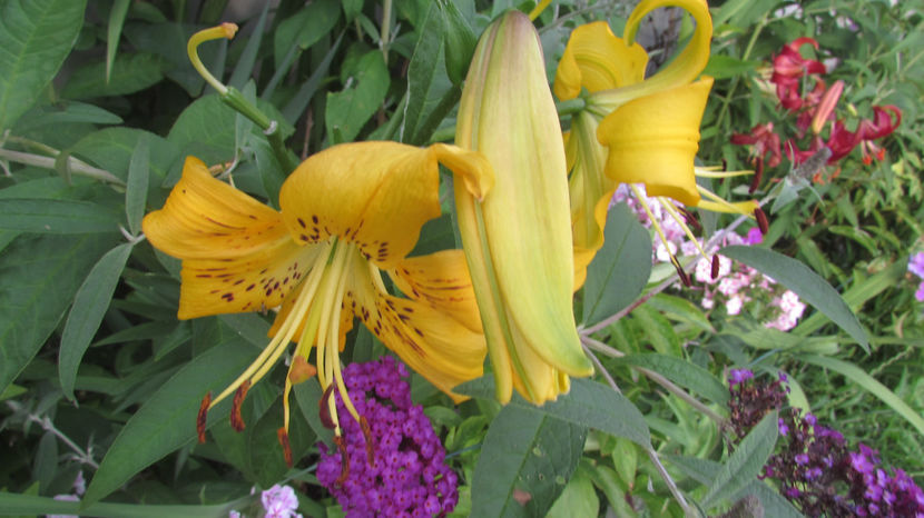  - A A Flori de gradina 3