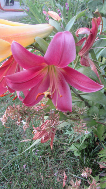  - A A Flori de gradina 3